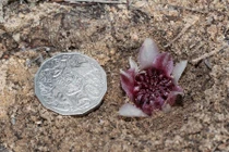 Độc lạ loài lan sống và nở hoa dưới lòng đất