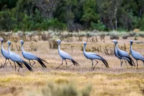 Sếu xanh ở Nam Phi sắp tuyệt chủng vì lý do đau lòng
