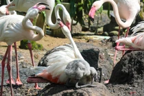 View - Điều gì tạo nên sắc hồng của chim hồng hạc? | Báo Tri thức và Cuộc sống - TIN TỨC PHỔ BIẾN KIẾN THỨC 24H