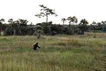 Nhiều năm săn quái vật Everglades, người đàn ông Florida gây chú ý