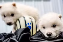 Kỳ tích hồi sinh 3 con sói trắng sau 12.500 năm biến mất