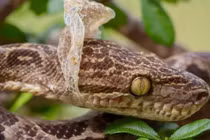 Rắn lột da để làm gì, sự thật khoa học gây kinh ngạc bất ngờ