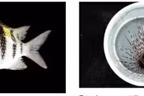 Hơn 100 loài sinh vật mới được phát hiện trong cuộc thám hiểm tại Pháp