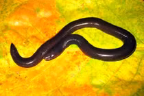 Xôn xao loài ếch giun không chân, mình rắn ở Quảng Bình