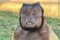 Cái chết bất ngờ của khỉ mặt vuông ở Trung Quốc