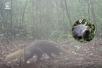 Bẫy ảnh phát hiện loài động vật đặc biệt ở Vườn Quốc gia Chư Yang Sin