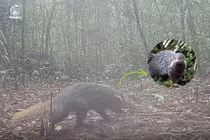 Bẫy ảnh phát hiện loài động vật đặc biệt ở Vườn Quốc gia Chư Yang Sin