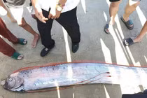 Cá mái chèo dạt vào bờ biển Lâm Đồng, loài 'bí ẩn của đại dương'... hiếm thấy