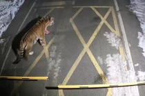 Những lần hổ đi lạc làm cộng đồng toàn cầu náo loạn