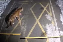 Những lần hổ đi lạc làm náo loạn cộng đồng toàn cầu