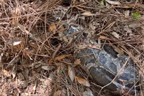 Khó tin mèo rừng Florida "xử đẹp" trăn Miến Điện dài 4m