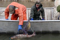 Loài cá châu Á khiến Tổng thống Donald Trump cảnh báo khẩn cấp nước Mỹ