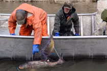 Loài cá hung dữ khiến Tổng thống Donald Trump cảnh báo khẩn