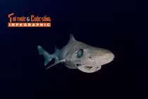[INFOGRAPHIC] Loài cá mập thời tiền sử trên bờ vực tuyệt chủng