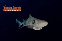 [INFOGRAPHIC] Loài cá mập thời tiền sử trên bờ vực tuyệt chủng