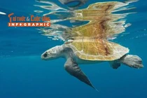 [INFOGRAPHIC] Đồi mồi dứa quý hiếm mắc lưới ngư dân Đà Nẵng