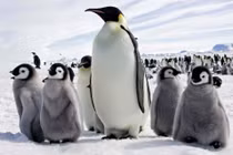Sốc: Chim cánh cụt hoàng đế có thể tuyệt chủng năm 2100