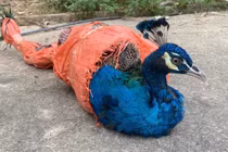 Chim công xuất hiện ở Thác Đồng Quan quý hiếm cỡ nào?