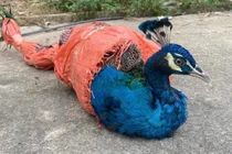 Chim công xuất hiện ở Thác Đồng Quan quý hiếm cỡ nào?