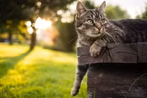 Đột phá về AI giúp con người nói chuyện được với mèo