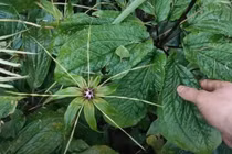  Loài cây huyền thoại trong Sách đỏ bất ngờ xuất hiện trong rừng Việt