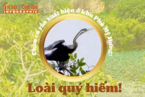 [INFOGRAPHIC] Chim cổ rắn xuất hiện ở khu Phú Mỹ Hưng: Loài quý hiếm!