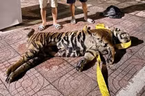 Bắt quả tang hổ 200 kg giấu trên nóc xe khách khiến dư luận rúng động