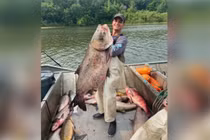 Cá mè 50kg và loạt thủy quái khủng từng lọt lưới ngư phủ