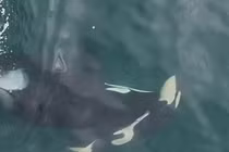 Cá voi sát thủ giữ xác con non nhiều ngày, giới khoa học 'vắt óc' giải mã