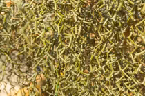 Cây cảnh trơ cành gỗ khô gây sốt giới nhà giàu Việt