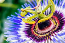 Cây cảnh kỳ lạ nở hoa như mặt trời tím ngoài hành tinh