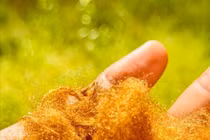 Hàn Quốc "hồi sinh" loại vải vàng quý giá chỉ dành riêng cho hoàng đế La Mã