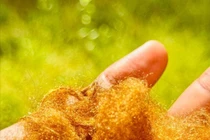 Hàn Quốc "hồi sinh" loại vải vàng quý giá chỉ dành riêng cho hoàng đế La Mã