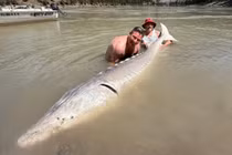 'Quái vật' sông sâu hơn 100 tuổi bị cần thủ bất ngờ tóm sống