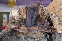 Giải mã hộp sọ 'quái thú' tìm thấy gần khu mộ hỏa táng cổ xưa ở Đức