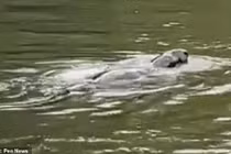 Đi dạo vô tình phát hiện sinh vật bí ẩn ở sông Thames