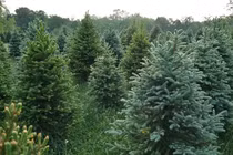 Kỳ bí loài cây biết 'nuốt vàng', tiết lộ vị trí mỏ quý dưới lòng đất