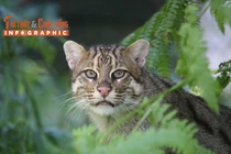 [INFOGRAPHIC] Loài mèo cá quý hiếm rất giỏi bơi lội