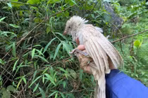 Bắt gặp bìm bịp bạch tạng hiếm gặp lang thang tại Ninh Bình