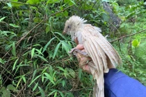 Bắt gặp bìm bịp bạch tạng hiếm gặp lang thang tại Ninh Bình