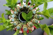 Đặt cây gì ở tài vị để hút lộc, tăng vượng khí cho gia đình?