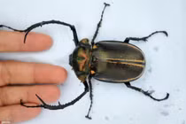 Loài côn trùng tưởng đã tuyệt chủng bỗng tái xuất thần kỳ