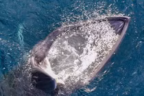 Cảnh tượng cá voi săn mồi ngoạn mục tại vịnh Nha Trang gây sốt