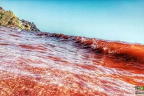 Nước biển đỏ rực sau mưa lớn, tự nhiên hay điềm báo?