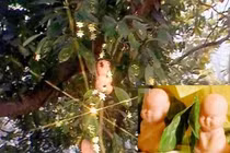 Lý do thật sự khiến Trư Bát Giới nuốt chửng quả nhân sâm