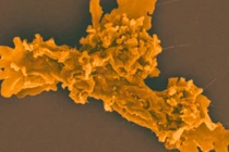 Bí ẩn sinh vật 'bất tử nhiệt', sức chịu nhiệt vượt ngưỡng sự sống