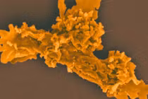 Bí ẩn sinh vật 'bất tử nhiệt', sức chịu nhiệt vượt ngưỡng sự sống