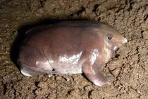 Phát hiện loài ếch mũi lợn, da trơn bóng tím biếc độc lạ