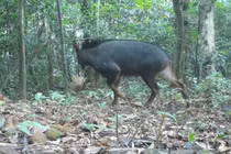 Bẫy ảnh phát hiện 22 loài động vật quý hiếm trong rừng Quảng Trị