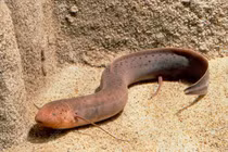 Loài cá kỳ lạ sống dưới lòng đất 5 năm không cần nước